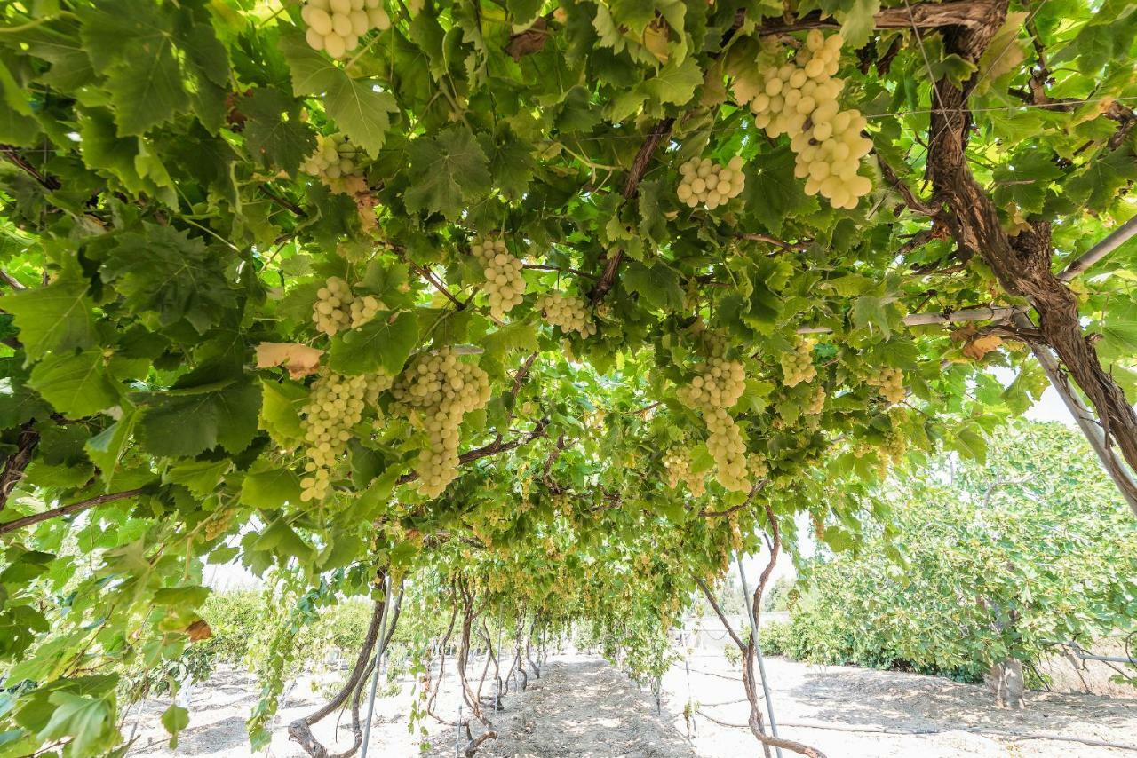 Lianas Garden House Villa Afantou Dış mekan fotoğraf